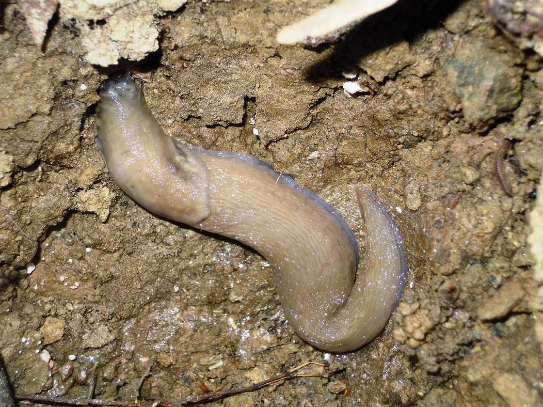 Limax sp. da Torre Pellice (TO)